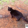 Galerie: Kočka Jessinka